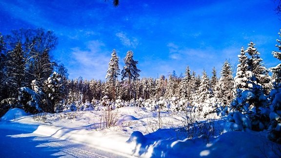blue sky, dark blue, forest, snow, forest road, winter, wilderness, mountainside, conifers, slope