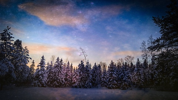 vinter, skogen, kvällen, snöig, blå himmel, vildmarken, barrträd, träd, snö, landskap
