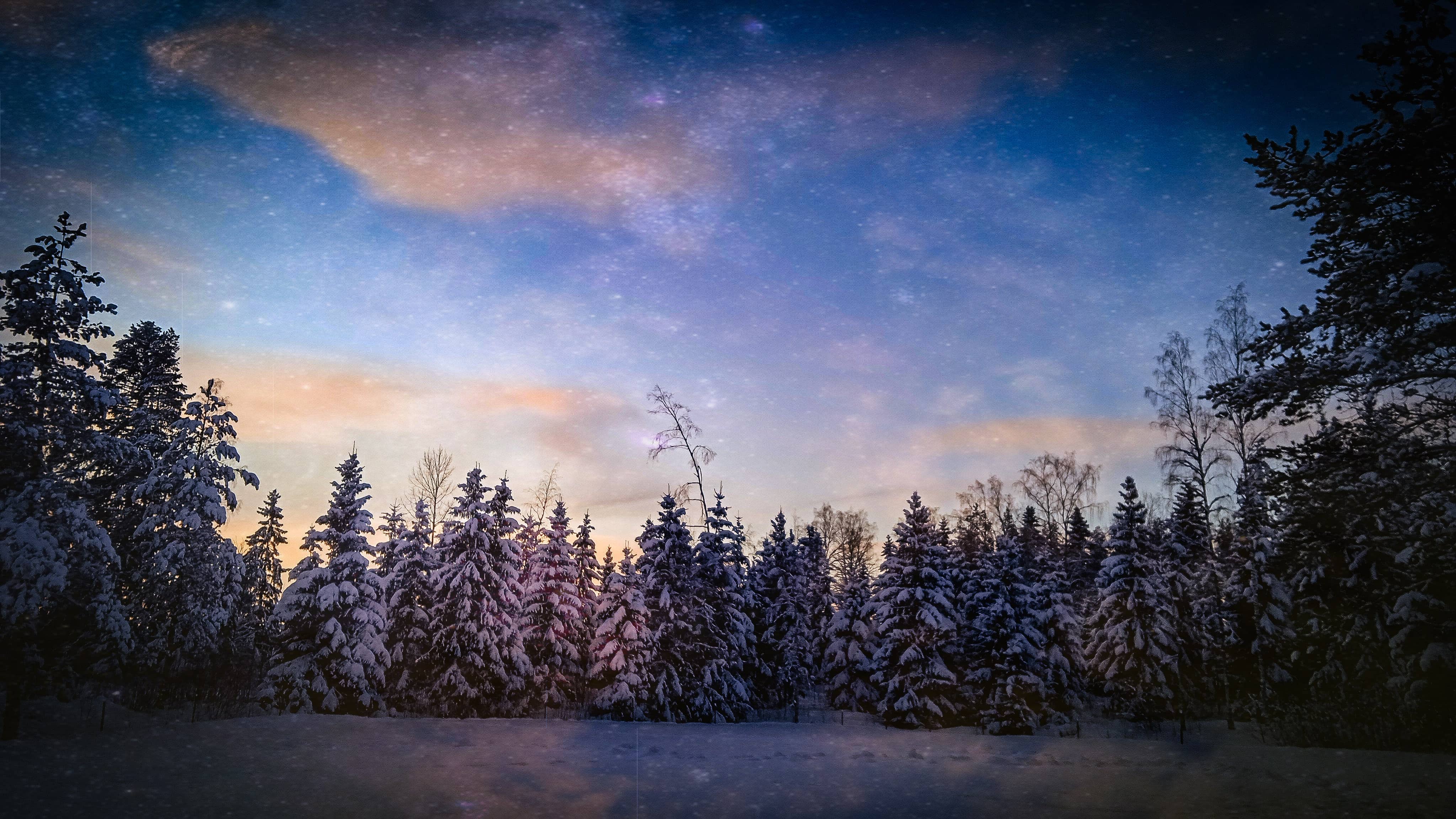 免费照片 冬天 森林 晚上 雪 蓝天 荒野 针叶 树 雪 景观