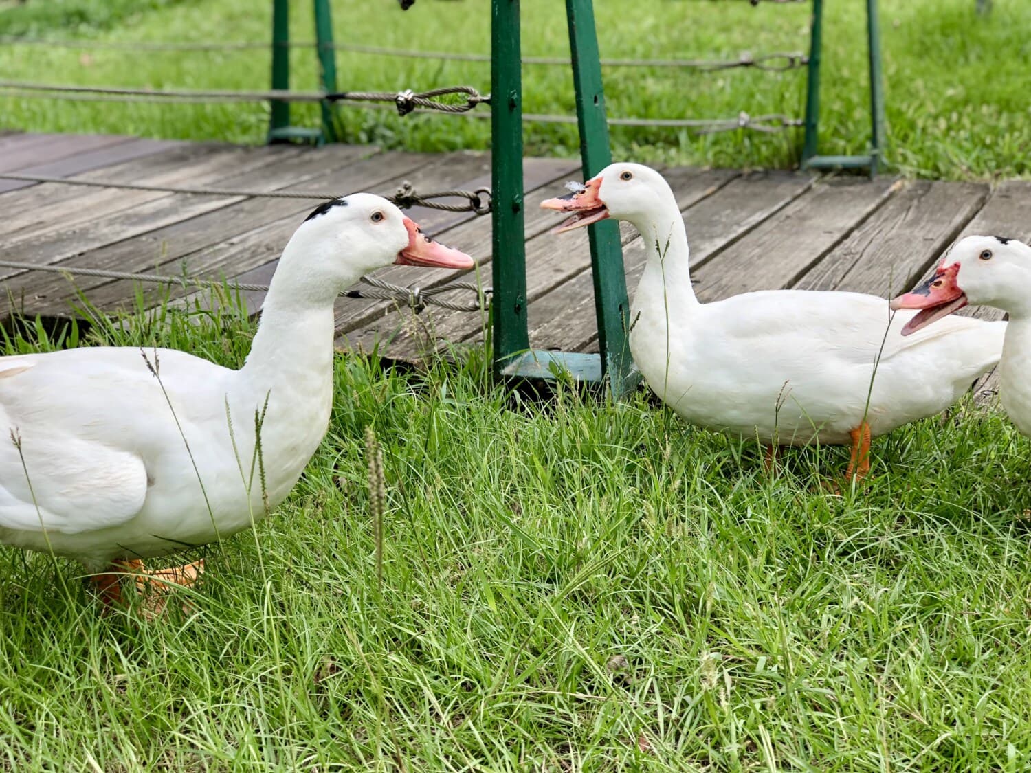 white, ducks, domestic, flock, animals, grazing, lawn, backyard, poultry, beak