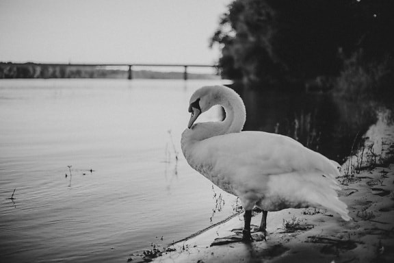 swan, black and white, monochrome, bird, riverbank, grace, sand, water