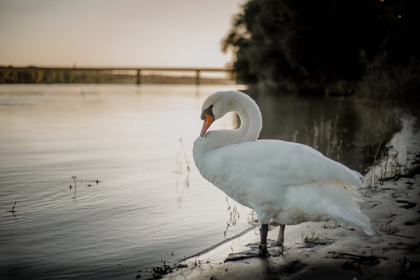 big, swan, close-up, bird, riverbank, standing, landscape, majestic, evening, wildlife