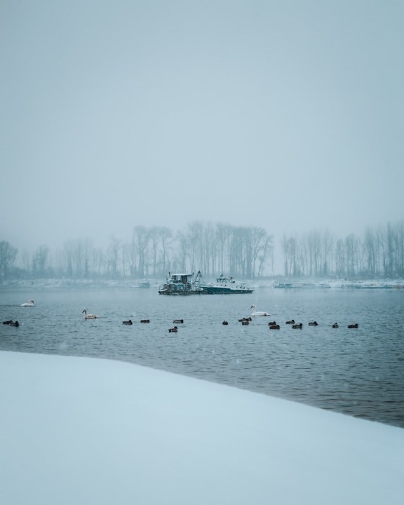 ducks, lake, cold water, swan, flock, winter, fishing boat, bad weather, foggy, landscape