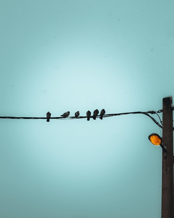 wild, pigeon, telephone line, telephone pole, telephone wire, evening, winter, light bulb, cable, electricity