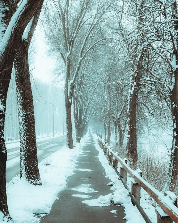 zima, šumska cesta, asfalt, prazan, cesta, Mraz, hladno, aleja, snježne, zamrzavanje