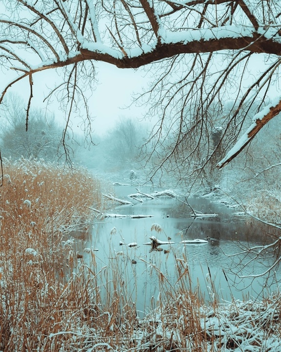 swamp, winter, wetland, snowy, cold, snow, forest, landscape, frost, wood