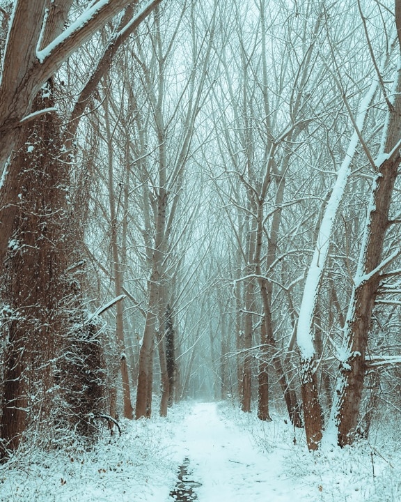 forest trail, winter, trees, cold, frost, snow, dawn, fog, wood, forest