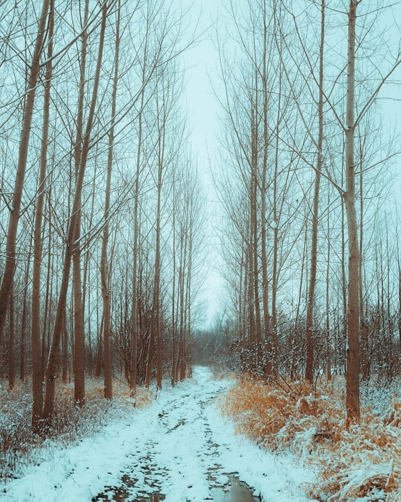 forest path, winter, forest road, trees, poplar, snow, bad weather, frost, cold, wood