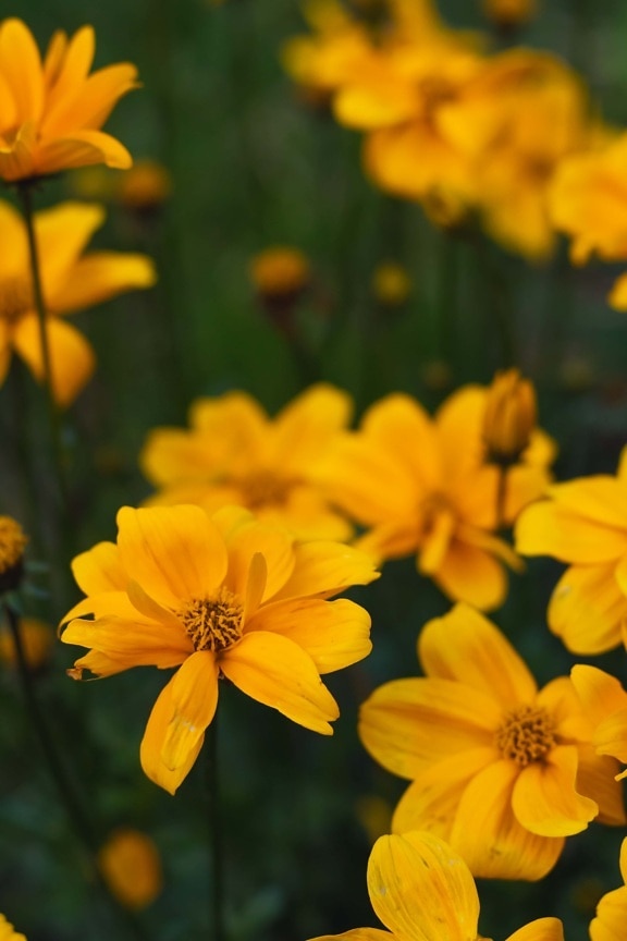 flower garden, yellowish brown, flowers, orange yellow, pistil, flower, spring, plant, flora, blossom