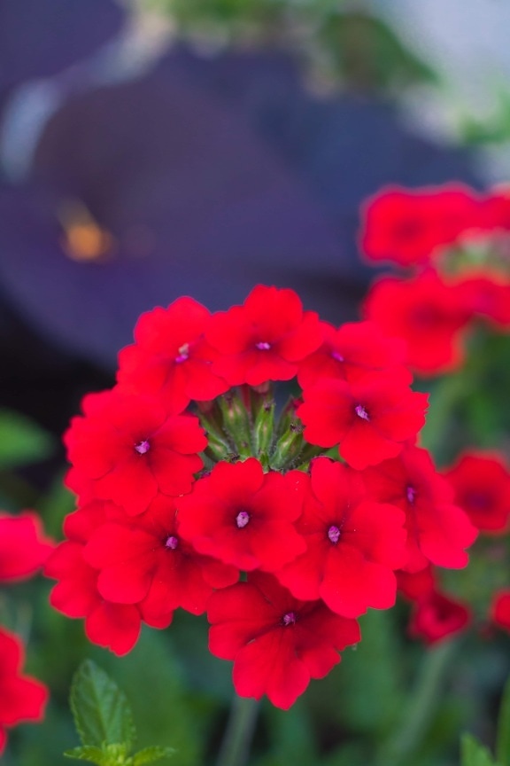 红, 花盆, 花, 明亮, 花园, 植物区系, 花瓣, 花, 性质, 夏天
