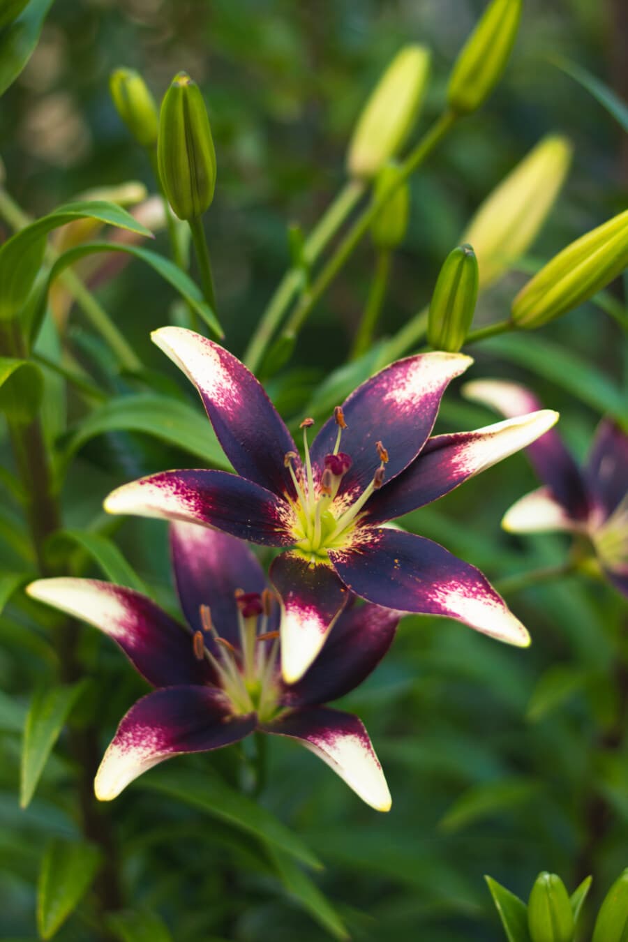 フリー写真画像 花 フラワー ガーデン ユリ 紫 フローラ 工場 自然 夏 葉 明るい