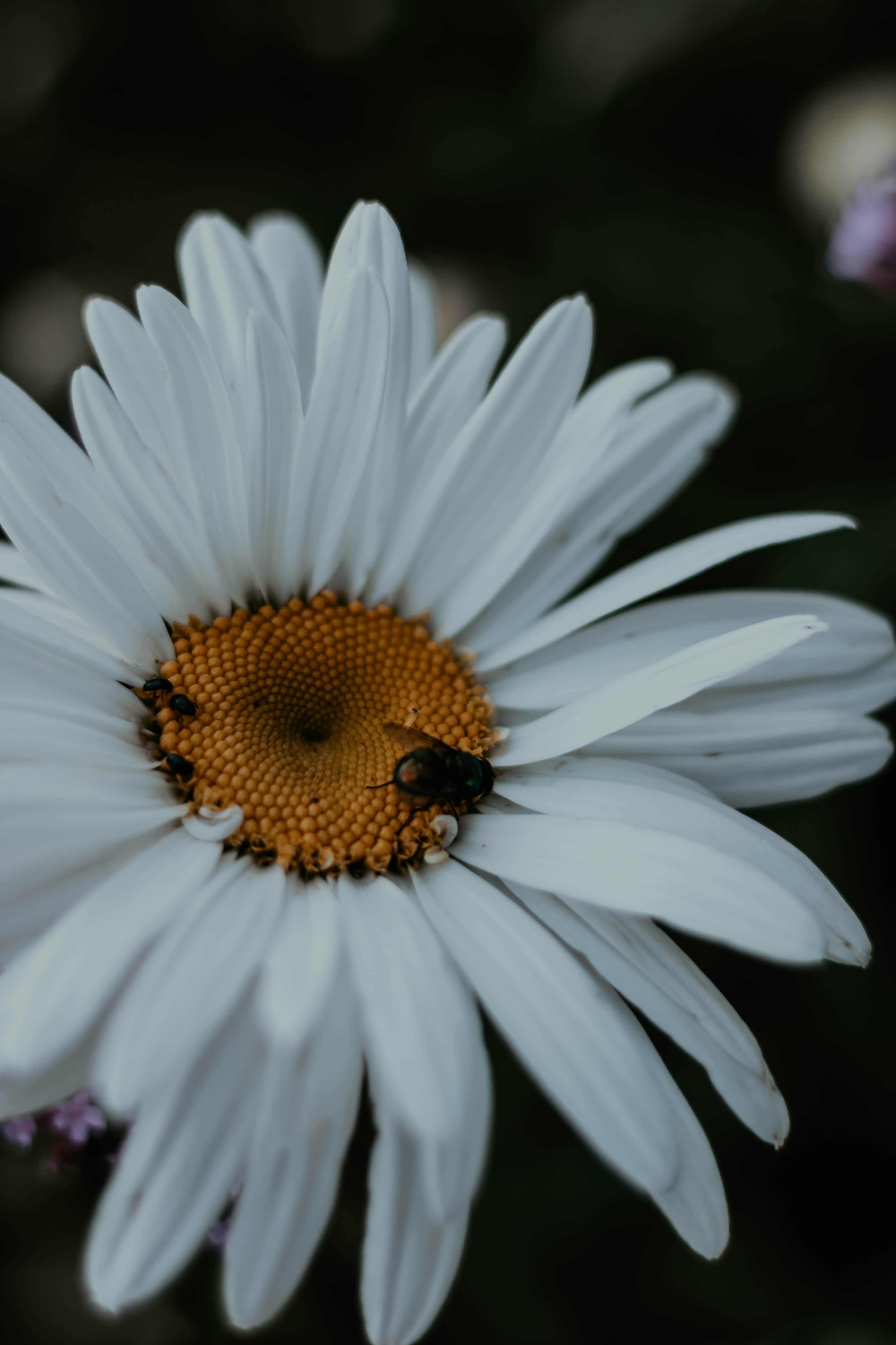 フリー写真画像 花粉 雌しべ 白い花 間近 昆虫 花 春 ガーデン 自然 工場