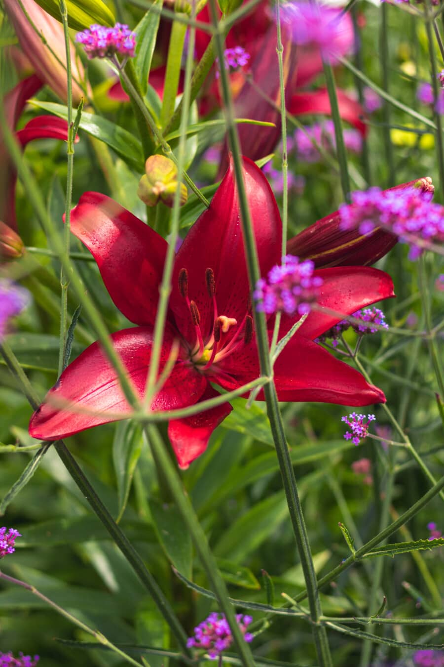 Lilie, Blume, rötlich, Garten, Blatt, Sommer, Flora, Natur, hell, Farbe