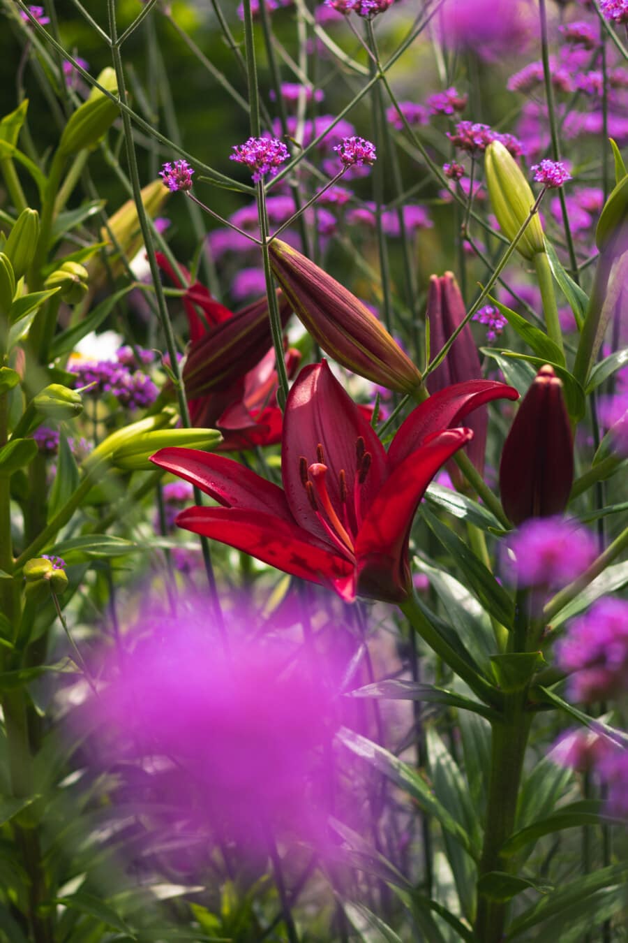 red, lily, grassy, flowers, nature, summer, blossom, flora, flower, plant