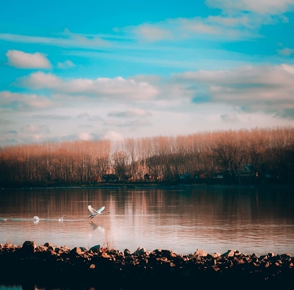flying, swan, taking off, water, shore, reflection, sunset, lake, lakeside, landscape