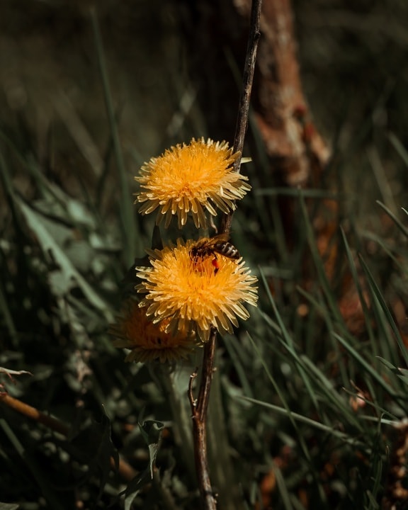 dandelion, honeybee, close-up, insect, grass plants, herb, plant, nature, flower, flora