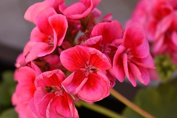 pink, geranium, vibrant, flowers, stem, nature, plant, herb, blossom, garden