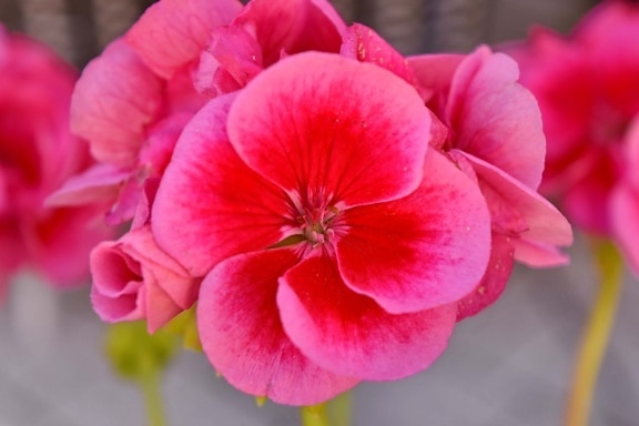 rosa, Geranium, støvbærere, detaljer, nært hold, hage, natur, flora, blomstre, anlegget