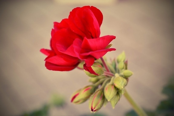 geranium, red, flower, flower bud, bud, petal, pink, blossom, plant, nature