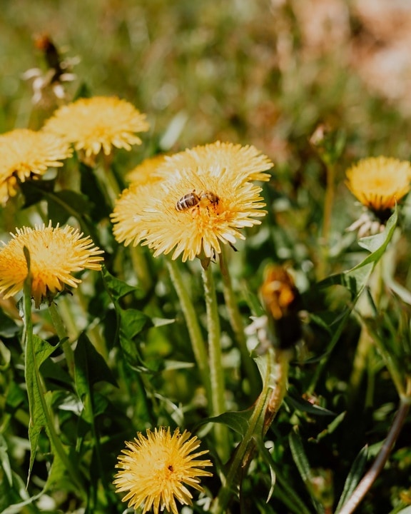 dandelion, honeybee, pollinating, summer time, grassy, grass, pollen, yellow, herb, summer