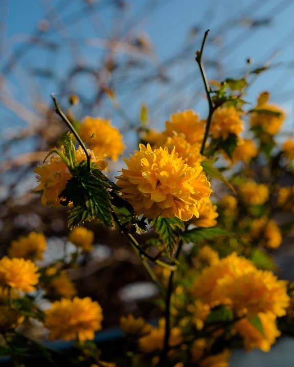 oranžová žltá, Ker, kvety, pobočky, žltá, jar, lupienok, bylina, príroda, kvet