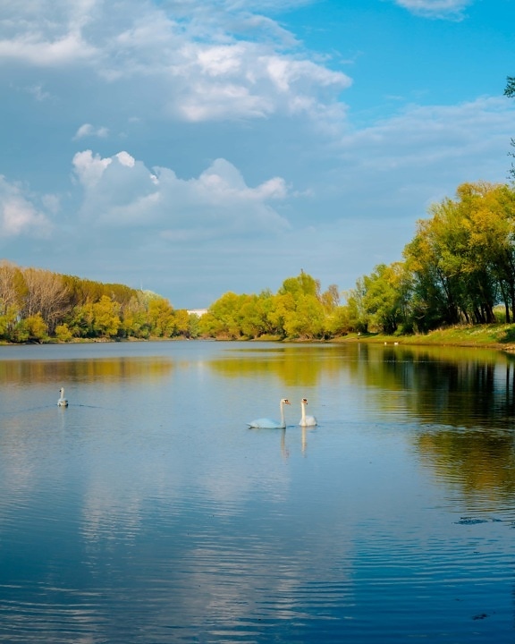 Cisne, família de aves, majestoso, beira do lago, plácida, paisagem, floresta, reflexão, Lago, Rio