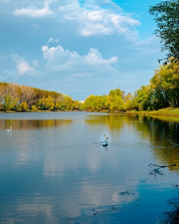cisne, junto al lago, el horario de verano, reflexión, paisaje, agua, Lago, árbol, bosque, naturaleza