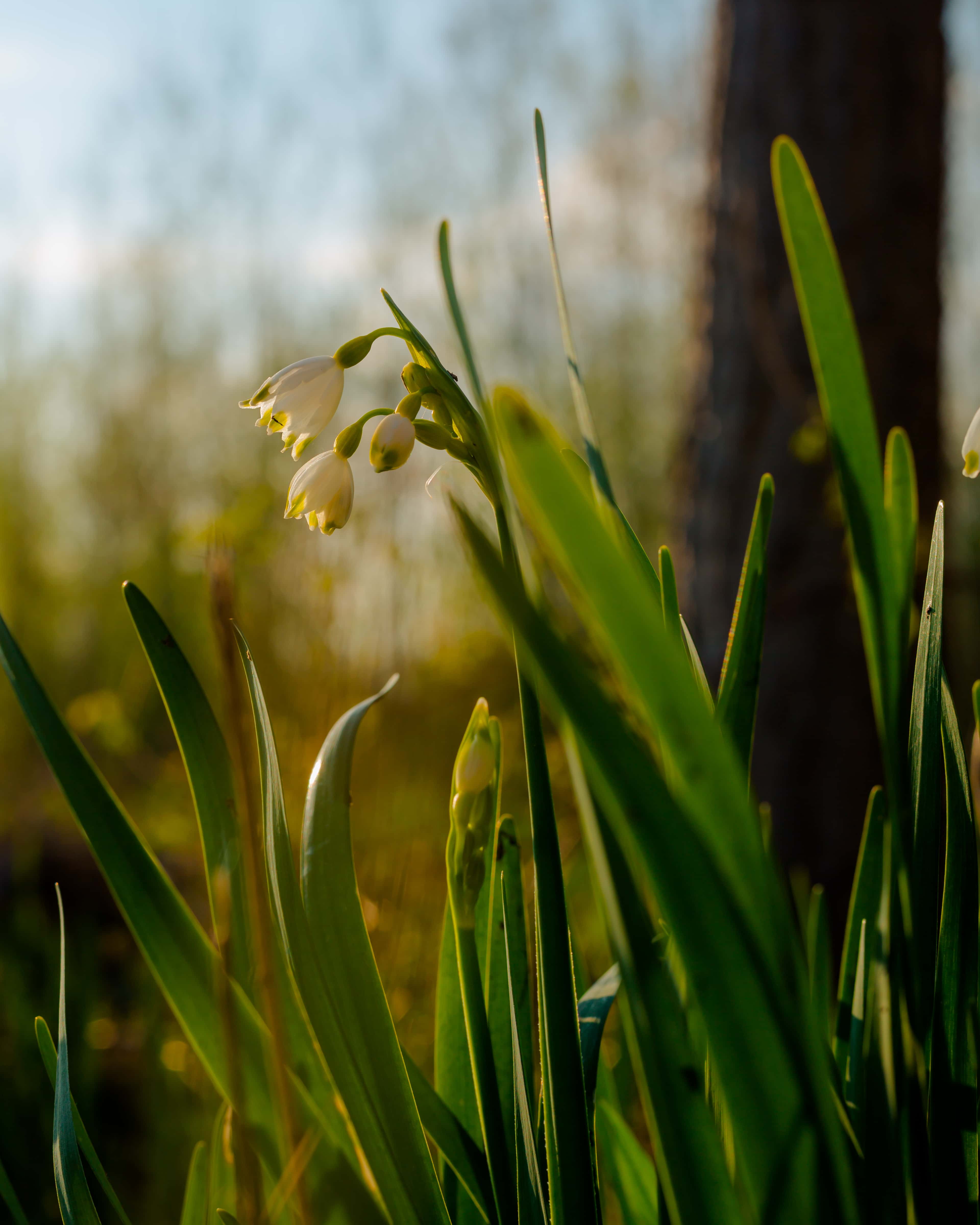フリー写真画像 白い花 春の時間 冬 草 緑の葉 春 フィールド 花 葉 工場