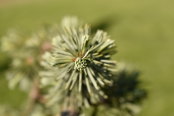white spruce, macro, branches, green leaves, close-up, conifers, focus, blurry, tree, plant