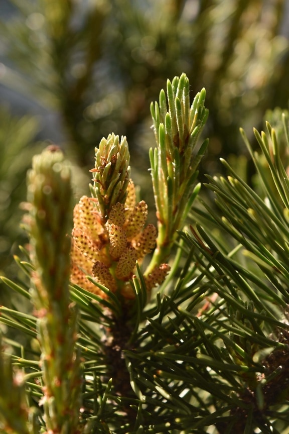 white spruce, conifers, flowering, close-up, branches, spring time, plant, nature, tree, evergreen