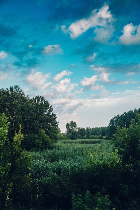 болото, болота, время весны, зелень, голубое небо, открытый, природа, дерево, лес, пейзаж