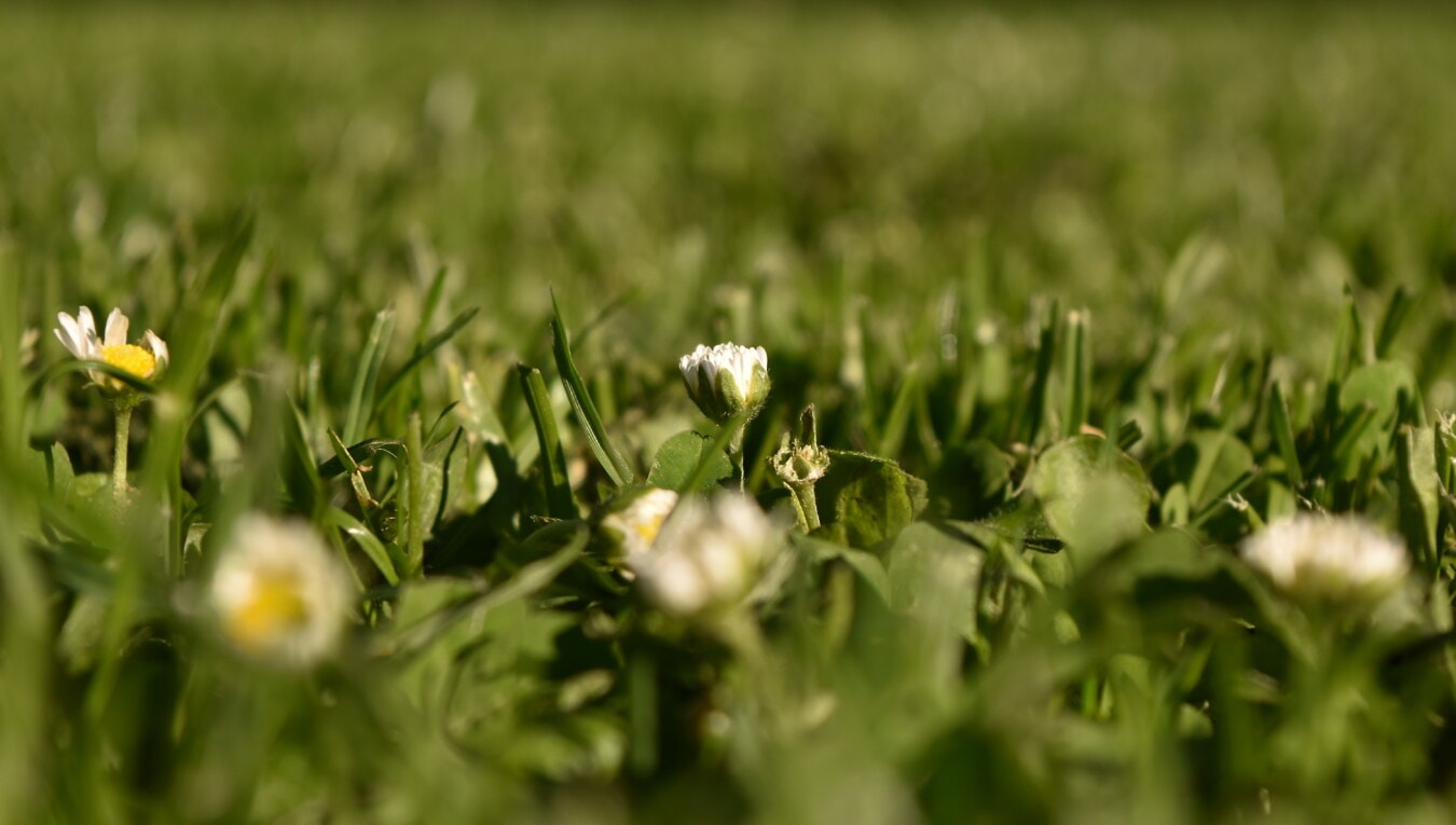 Margarida, flor branca, margaridas, gramínea, plantas da grama, grama verde, gramado, perto, erva, flor