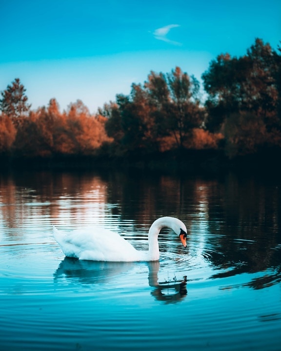 swan, waterdrops, water, ripple, side view, lake, reflection, landscape, shore, nature
