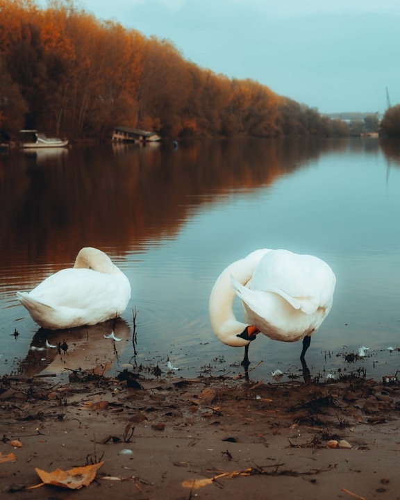 lakeside, swan, placid, feather, water, bird, lake, aquatic bird, sunset, nature