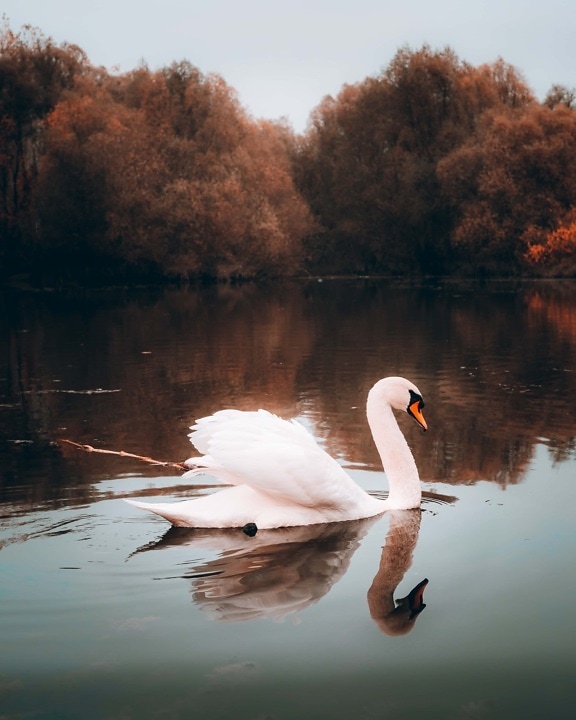 autumn season, swan, grace, swimming, reflection, lake, nature, water, wading bird, bird