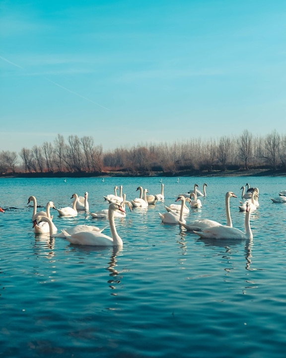 flock, bird family, birds, swan, Danube, river, water, horizon, reflection, many