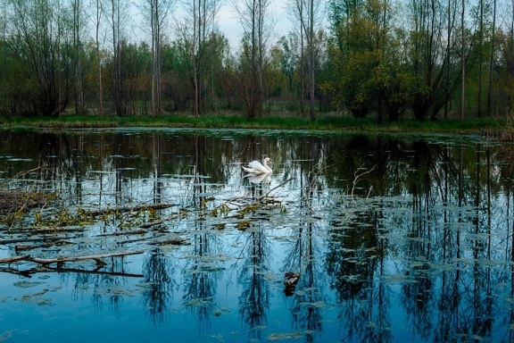 swan, spring time, swamp, majestic, landscape, tree, land, river, wetland, water