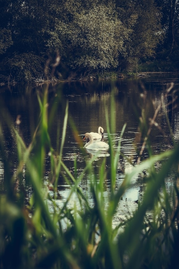 swan, swamp, spring time, lake, water, reflection, aquatic, bird, nature, river
