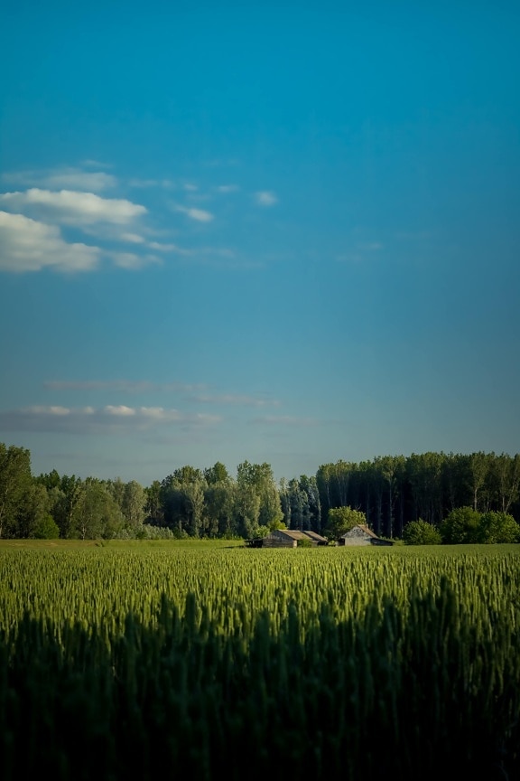 wheatfield, poljoprivreda, polje, ranč, poljoprivredno zemljište, seoska kuća, farma, proljetno vrijeme, lijepo vrijeme, trava