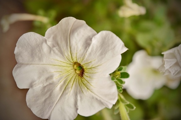 biały kwiat, Petunia, słupek, zbliżenie, liść, latem, ogród, kwiat, kwiat, roślina