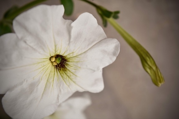 white flower, petunia, nectar, petals, pollen, nature, herb, plant, leaf, flower