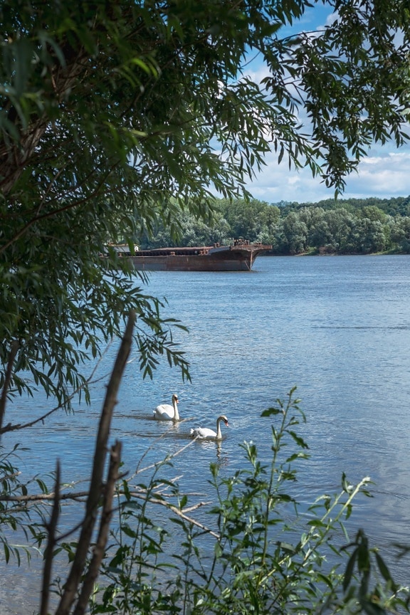 swan, swimming, barge, cargo ship, tree, river, riverbank, water, shore, landscape