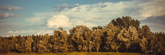 panorama, jesen, šuma, plavo nebo, krajolik, drvo, priroda, drvo, zelenilo, ruralni