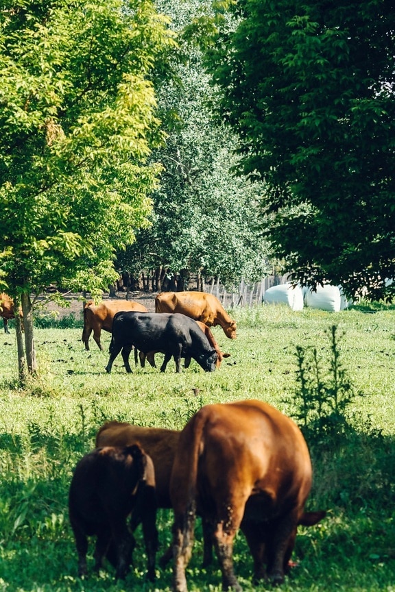 hospodářská zvířata, krávy, skot, černá, býk, ranč, pole, venkova, farma, kráva