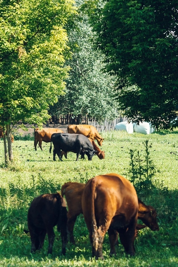 hitam, banteng, hewan, sapi, ternak, sapi, ternak, merumput, pedesaan, peternakan