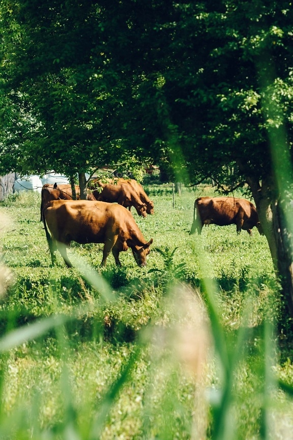 lichtbruin, koeien, begrazing, gras, veld, paarden, boerderij, boerderij, platteland, grasland