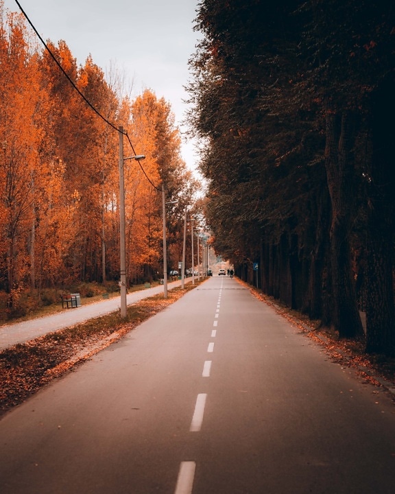 asphalte, Itinéraire, trottoir, ruelle, saison de l'automne, arbre, rue, paysage, Avenue, bois