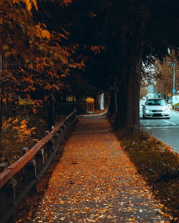 alley, autumn season, street, asphalt, roads, car, urban area, trees, tree, road