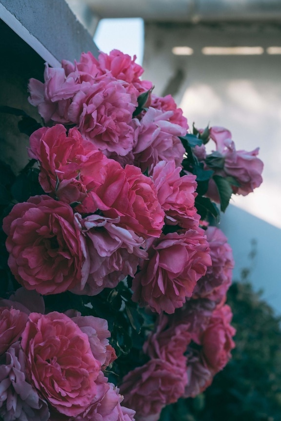 roser, Rosa, balkon, busk, flora, haven, blad, lyserød, steg, blomst