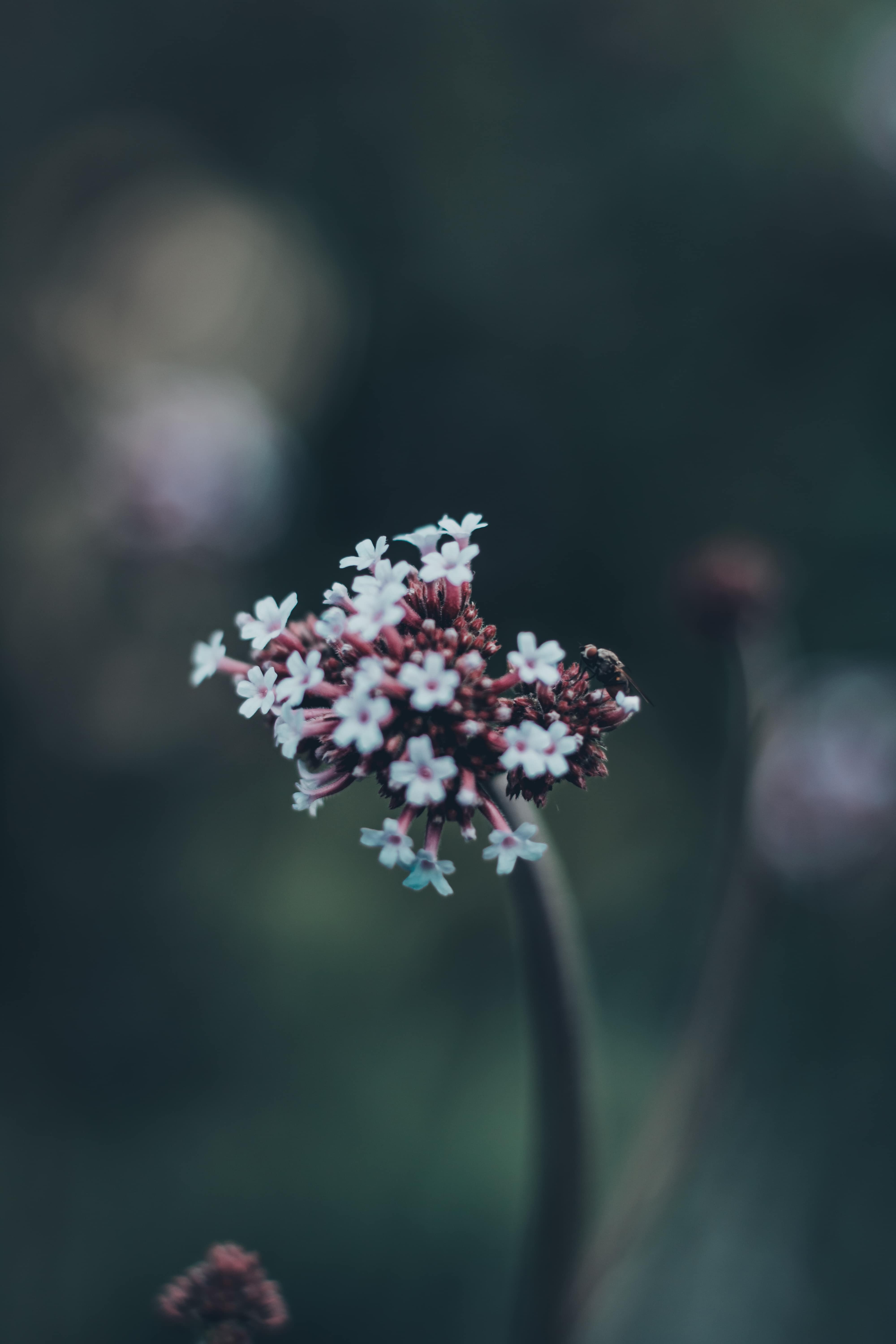 フリー写真画像 白い花 ノコギリソウ 野生の花 間近 昆虫 荒野 野生動物 ぼかし 花 花